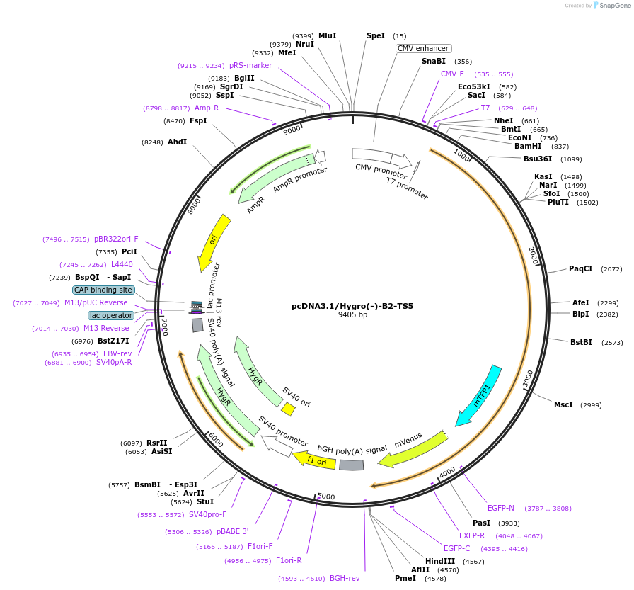104354-plasmid-map-sequence-id-370122