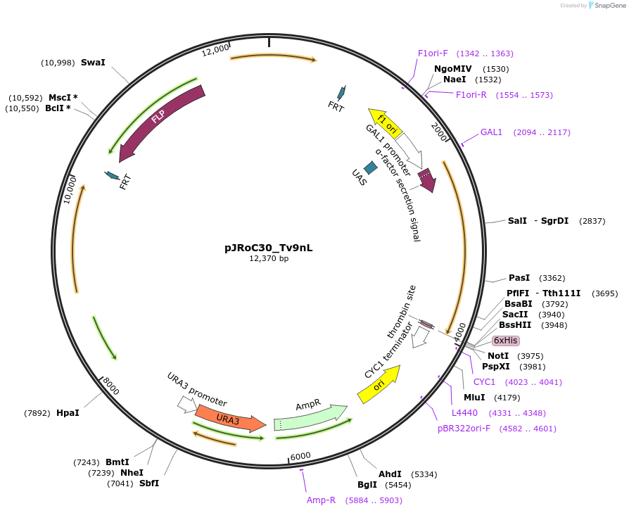 188069-plasmid-map-sequence-id-370129