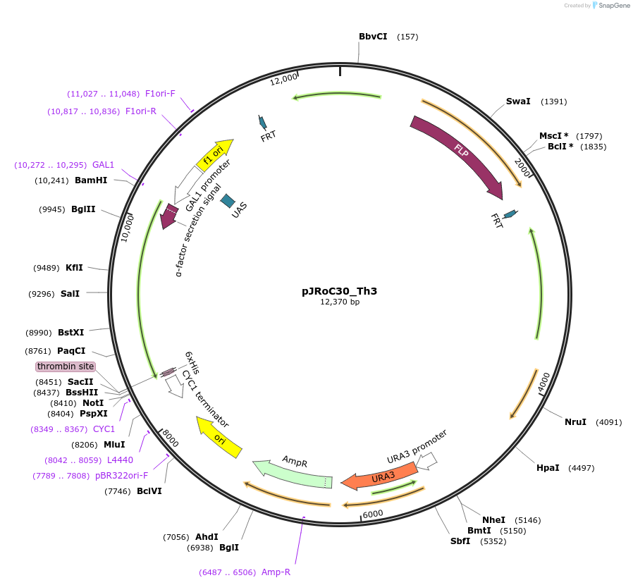 188064-plasmid-map-sequence-id-370132