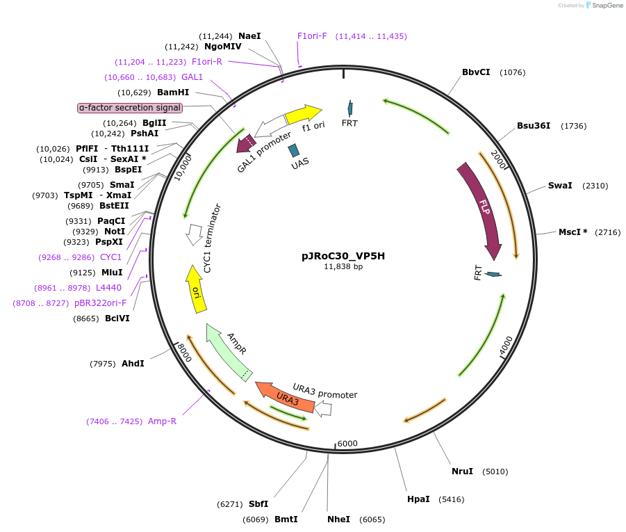 188061-plasmid-map-sequence-id-370133