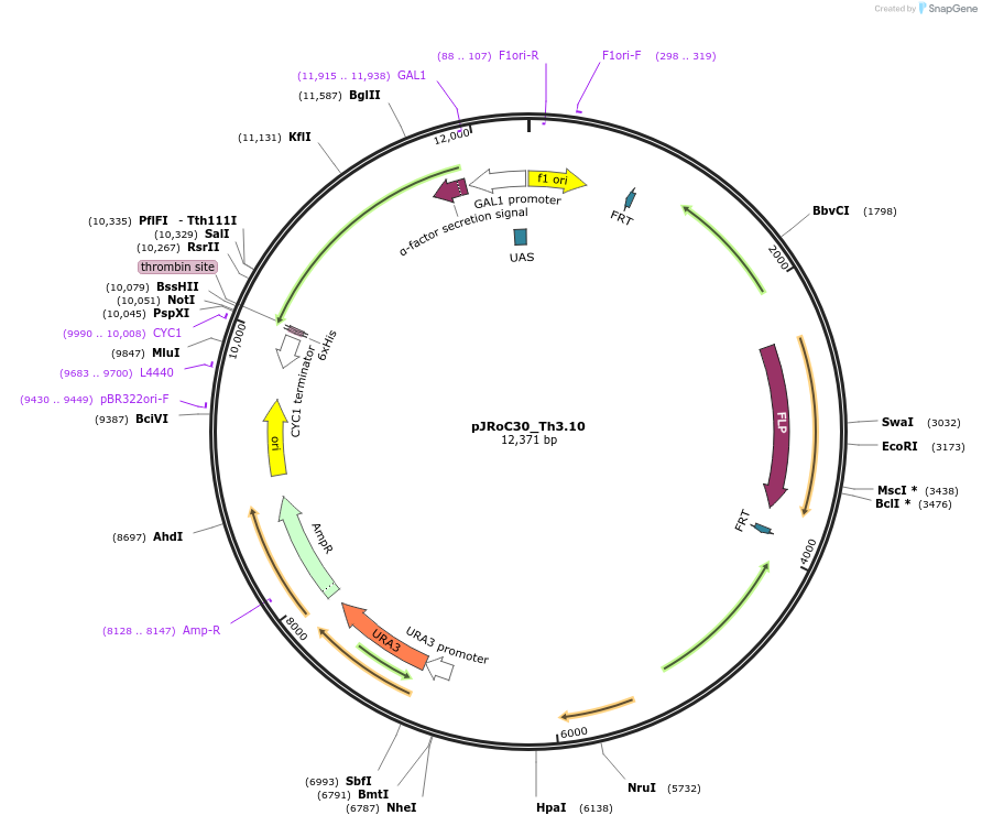 188067-plasmid-map-sequence-id-370135