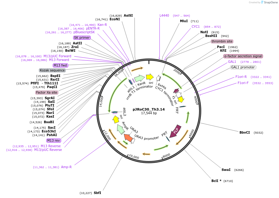 188068-plasmid-map-sequence-id-370141
