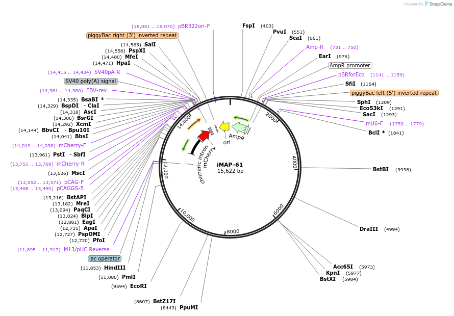 187460-plasmid-map-sequence-id-370145