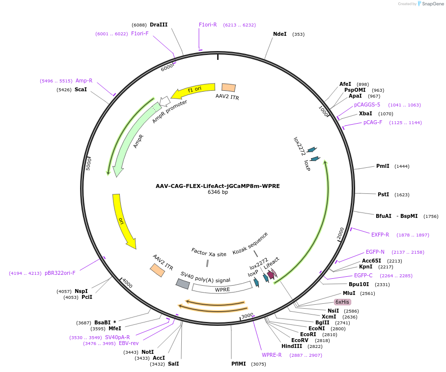 186048-plasmid-map-sequence-id-370148