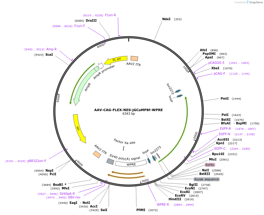 186044-plasmid-map-sequence-id-370163