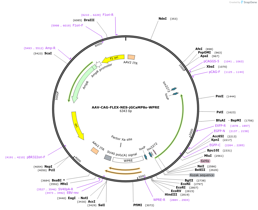 186046-plasmid-map-sequence-id-370170