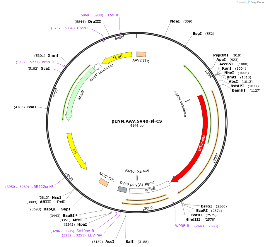187861-plasmid-map-sequence-id-370178