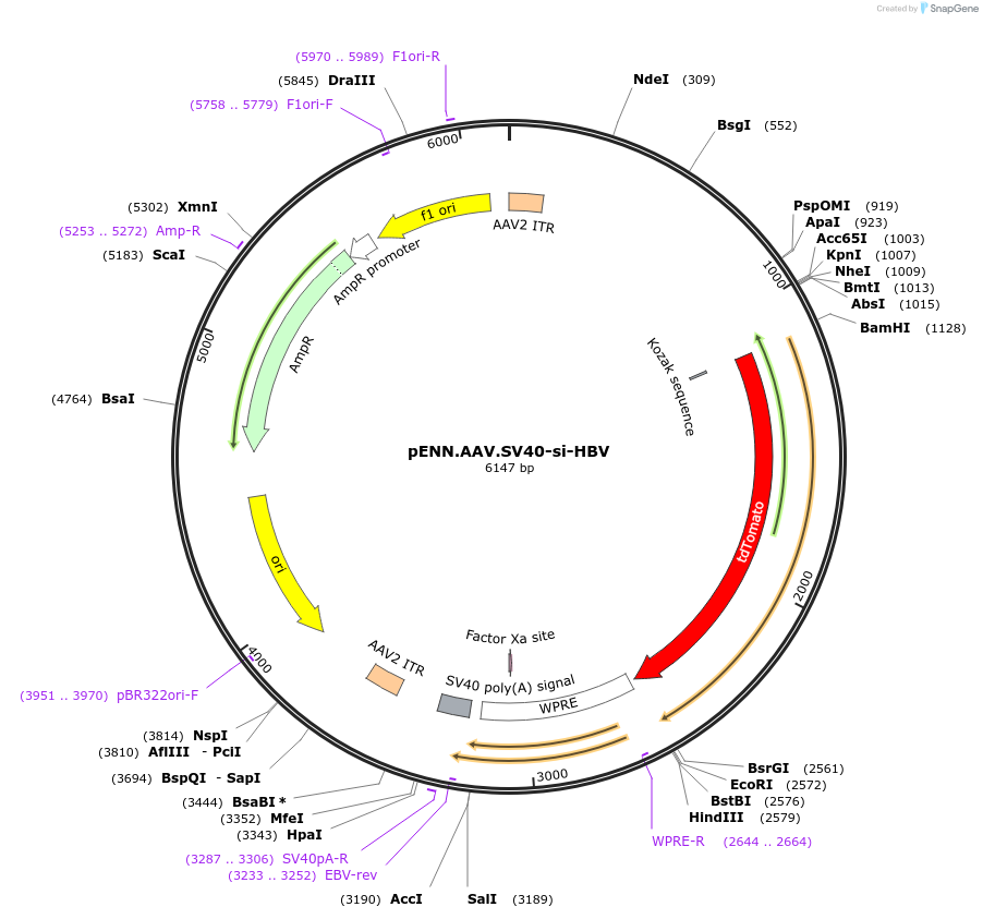 187863-plasmid-map-sequence-id-370200