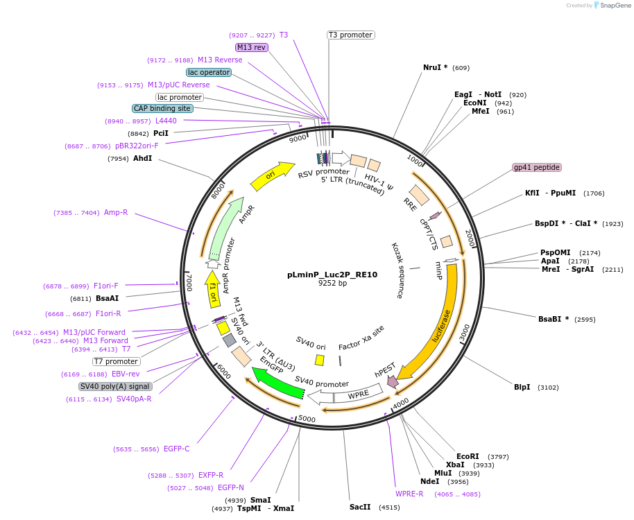 90344-plasmid-map-sequence-id-370204