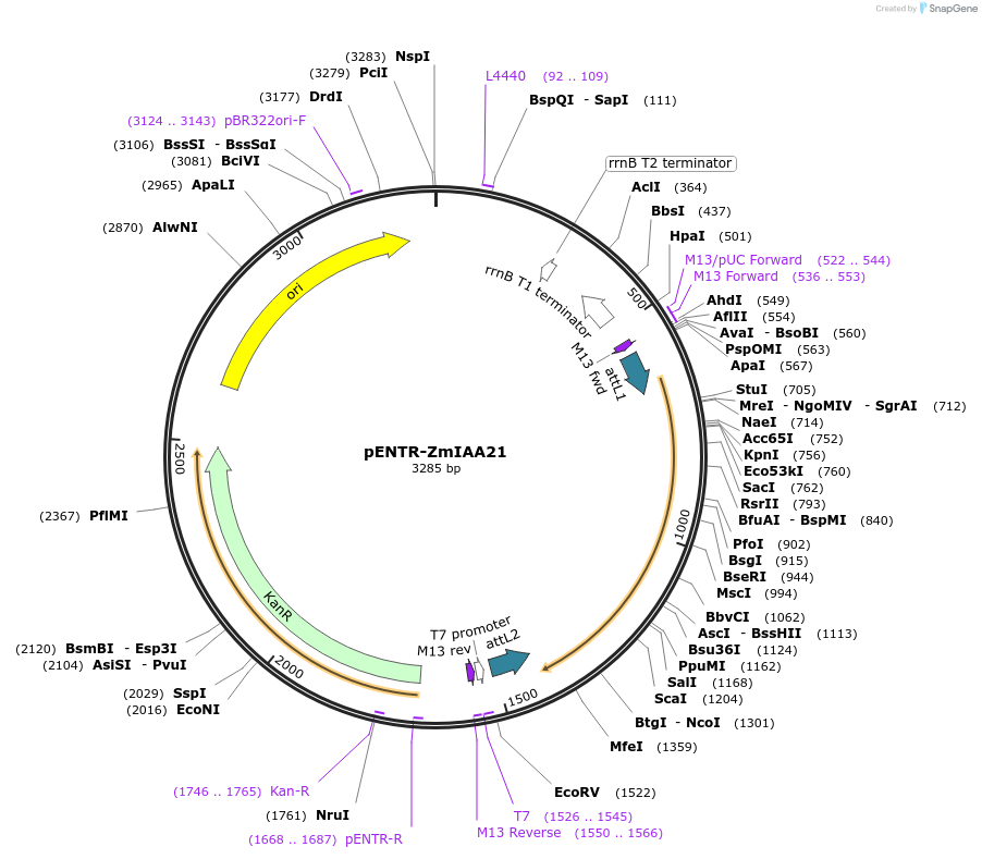 188438-plasmid-map-sequence-id-370215