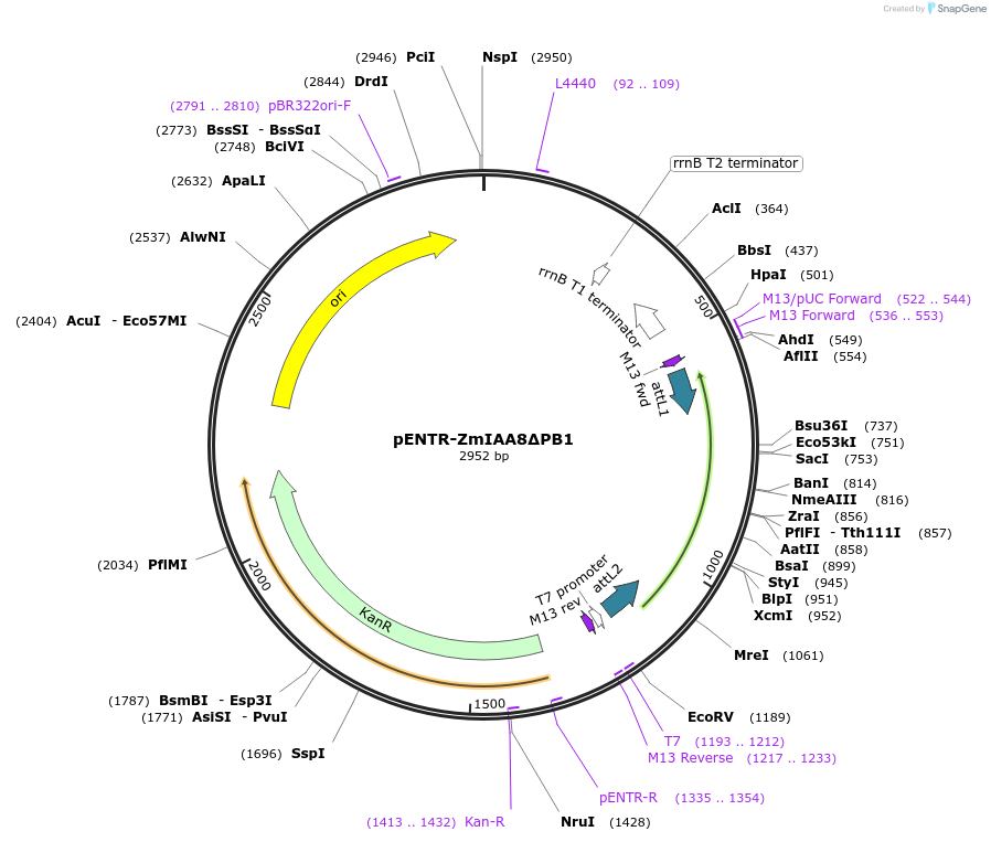 188432-plasmid-map-sequence-id-370218