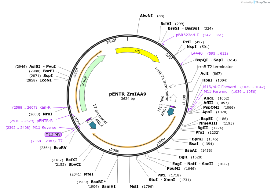 188433-plasmid-map-sequence-id-370219