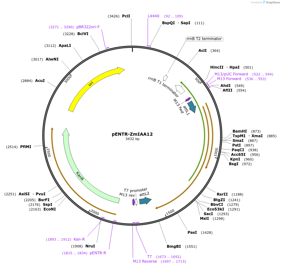 188435-plasmid-map-sequence-id-370225