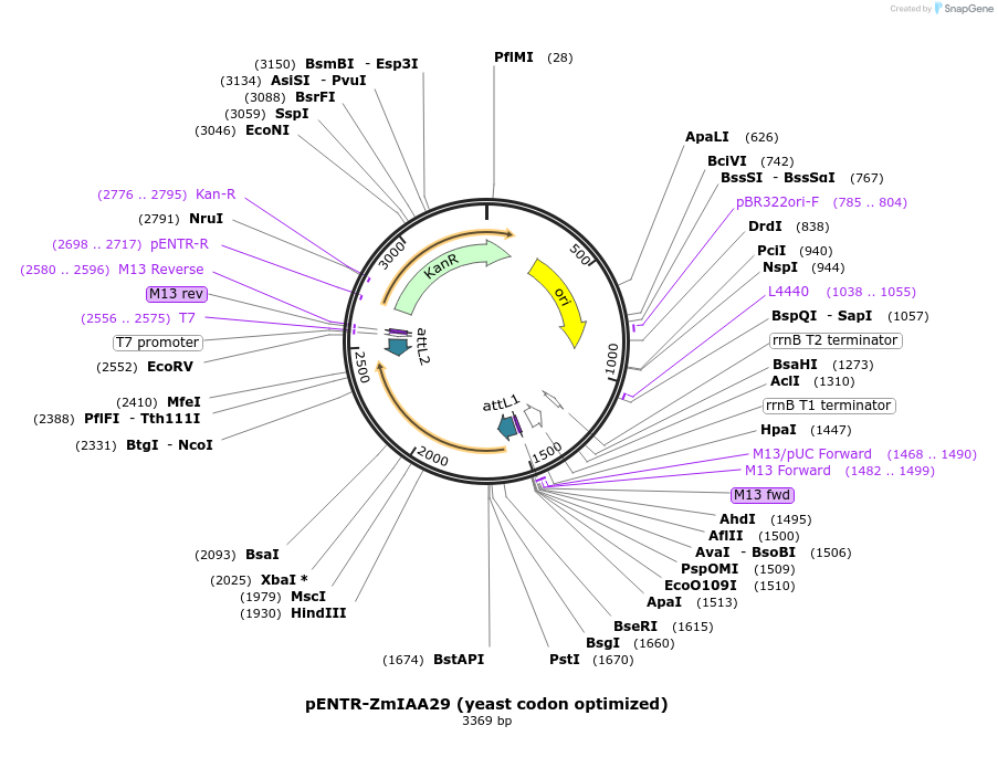 188441-plasmid-map-sequence-id-370226