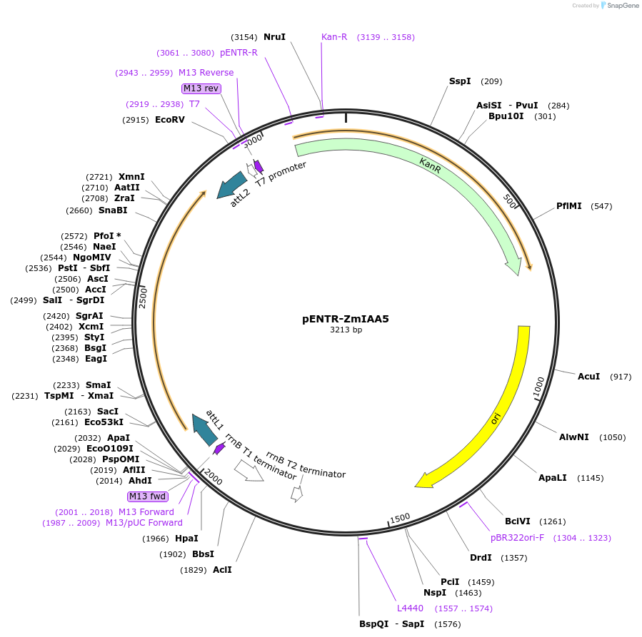 188430-plasmid-map-sequence-id-370231