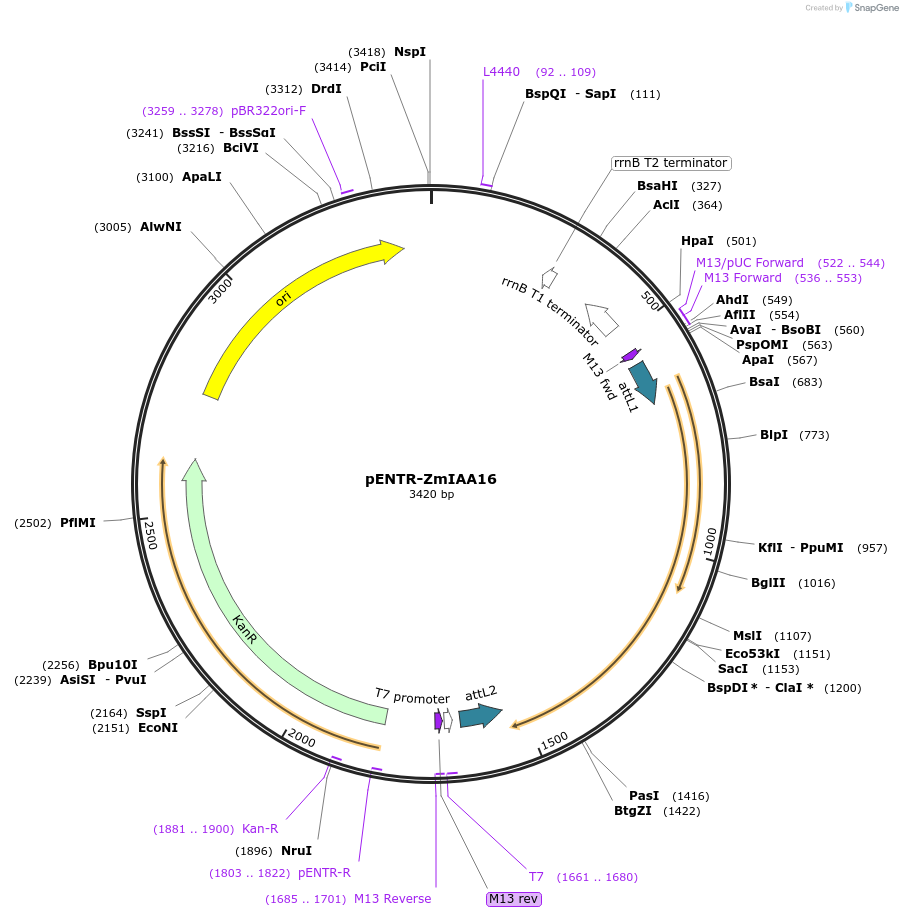 188437-plasmid-map-sequence-id-370234