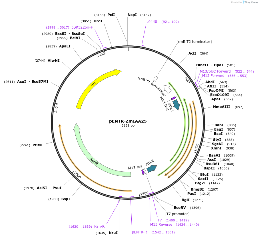 188439-plasmid-map-sequence-id-370236
