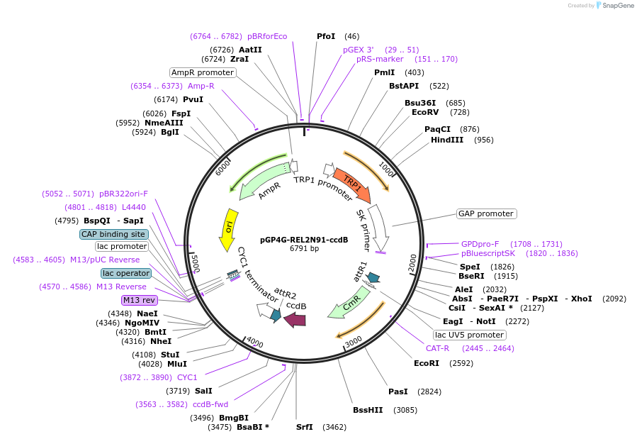 188444-plasmid-map-sequence-id-370239