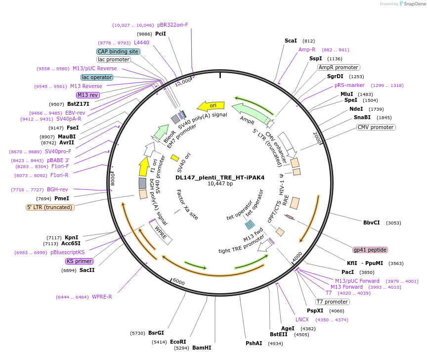 187447-plasmid-map-sequence-id-370243