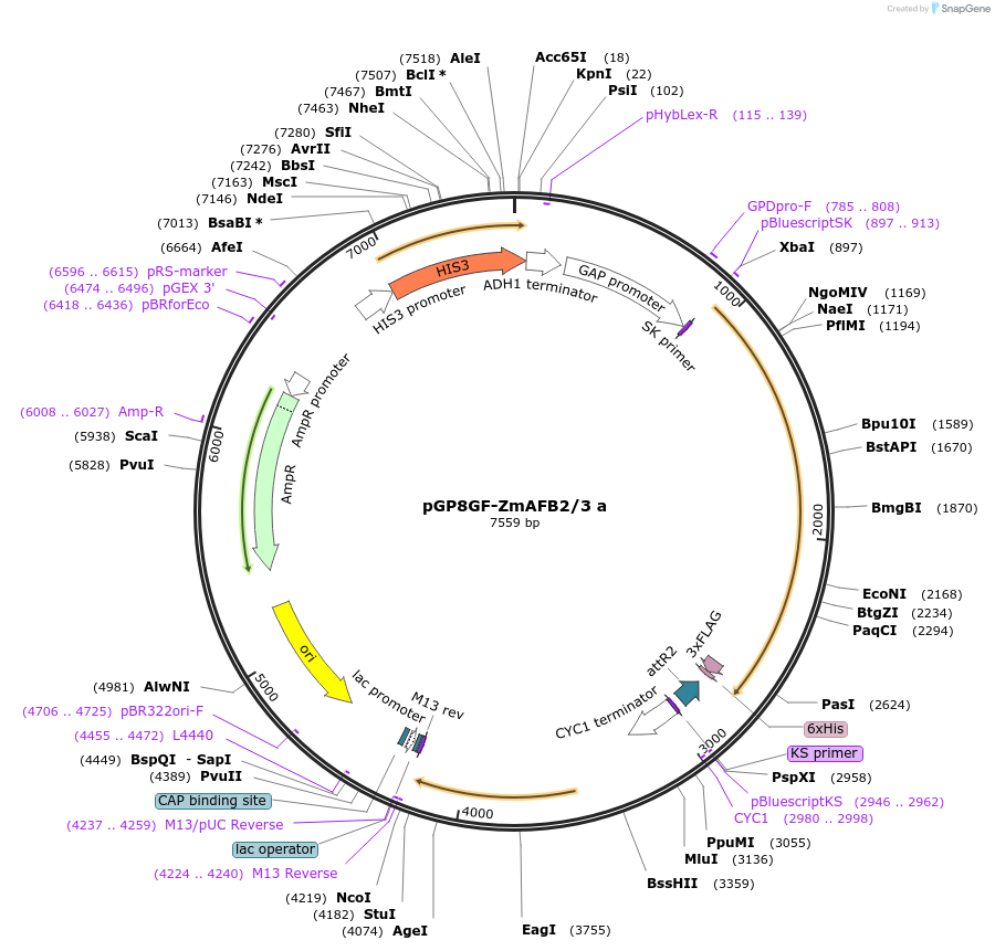 188423-plasmid-map-sequence-id-370254