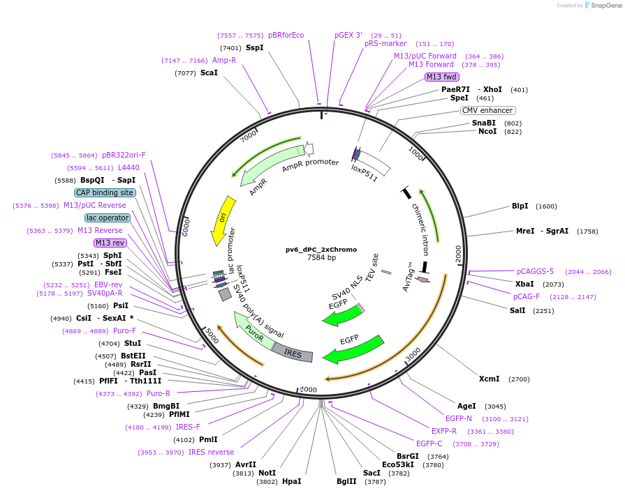 179398-plasmid-map-sequence-id-370259