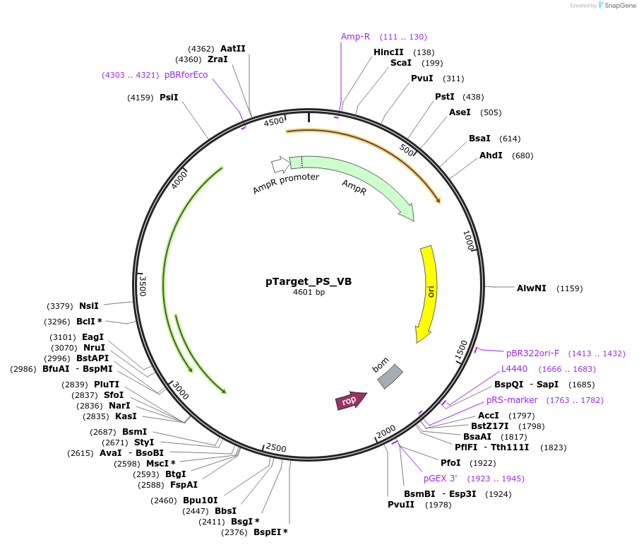186456-plasmid-map-sequence-id-370294