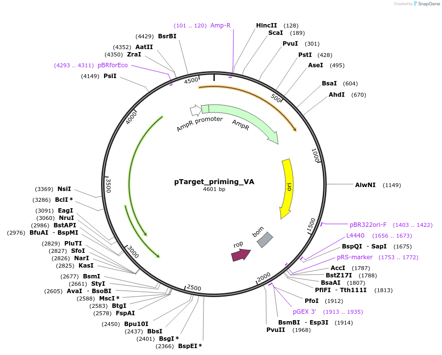 186455-plasmid-map-sequence-id-370295