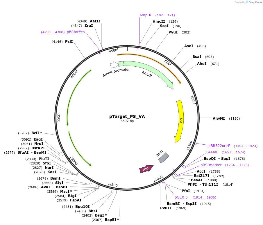 186454-plasmid-map-sequence-id-370296