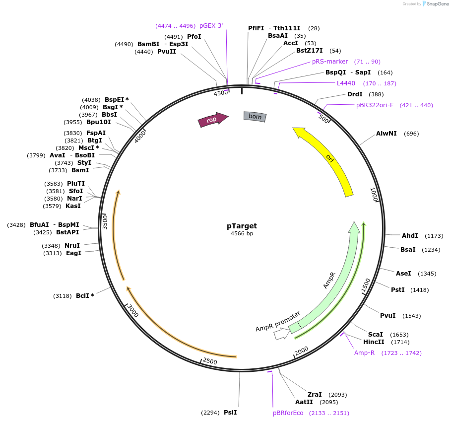 186452-plasmid-map-sequence-id-370297