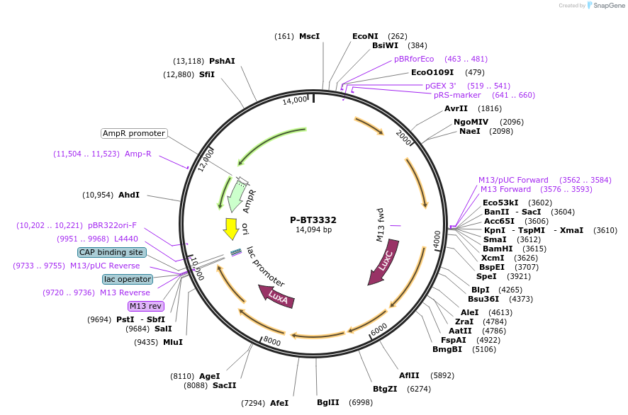 188110-plasmid-map-sequence-id-370300