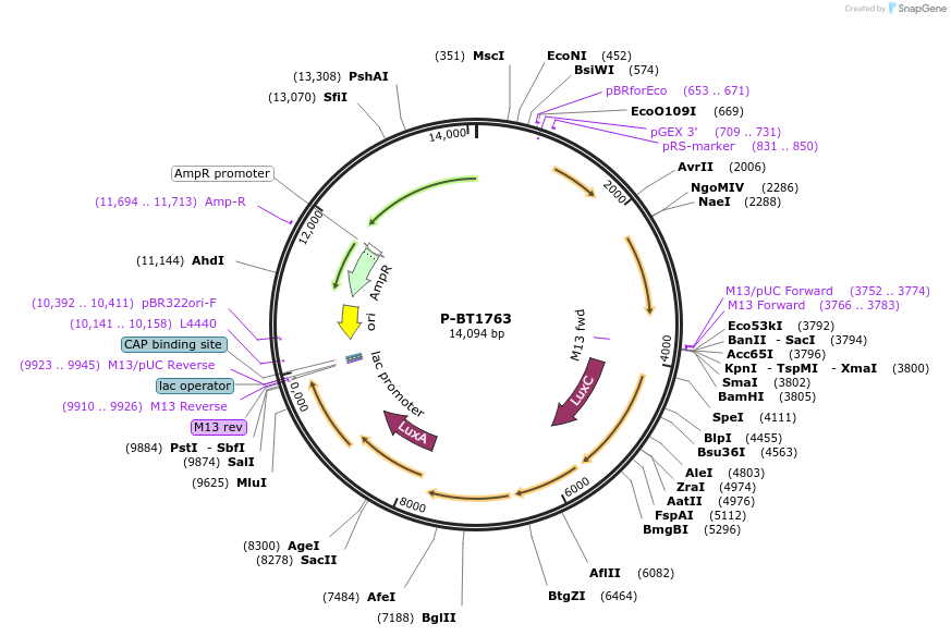 188111-plasmid-map-sequence-id-370301