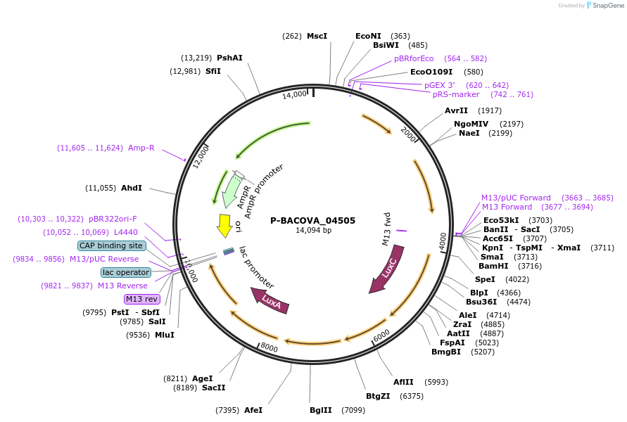188112-plasmid-map-sequence-id-370302