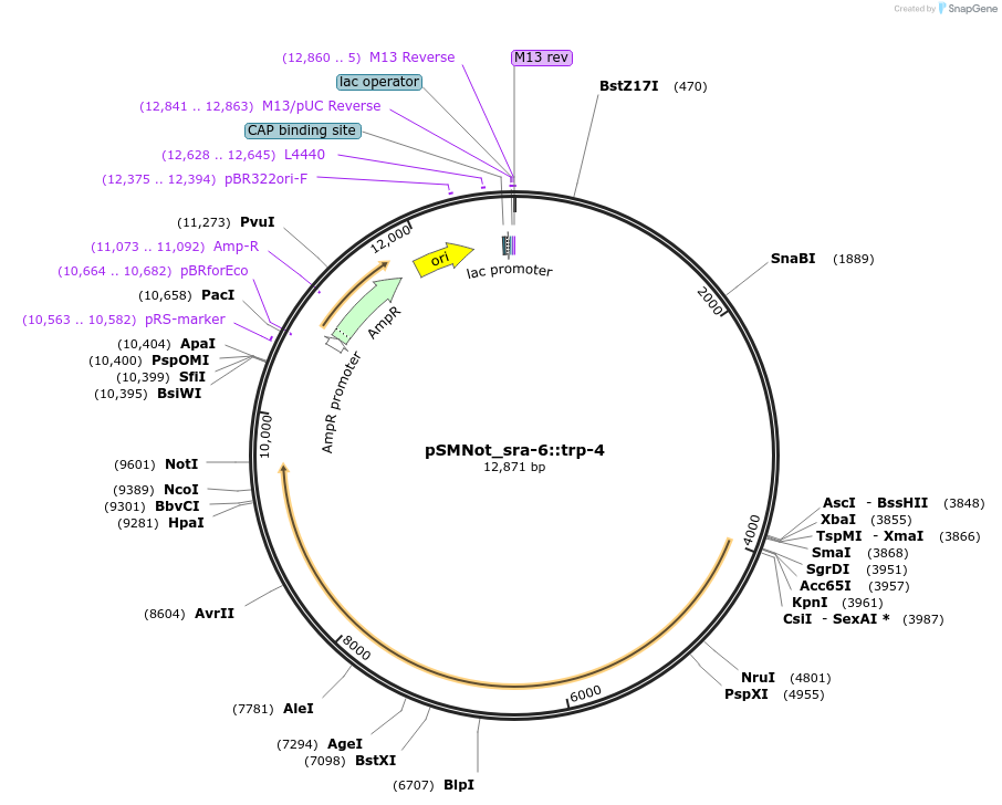 182261-plasmid-map-sequence-id-370303