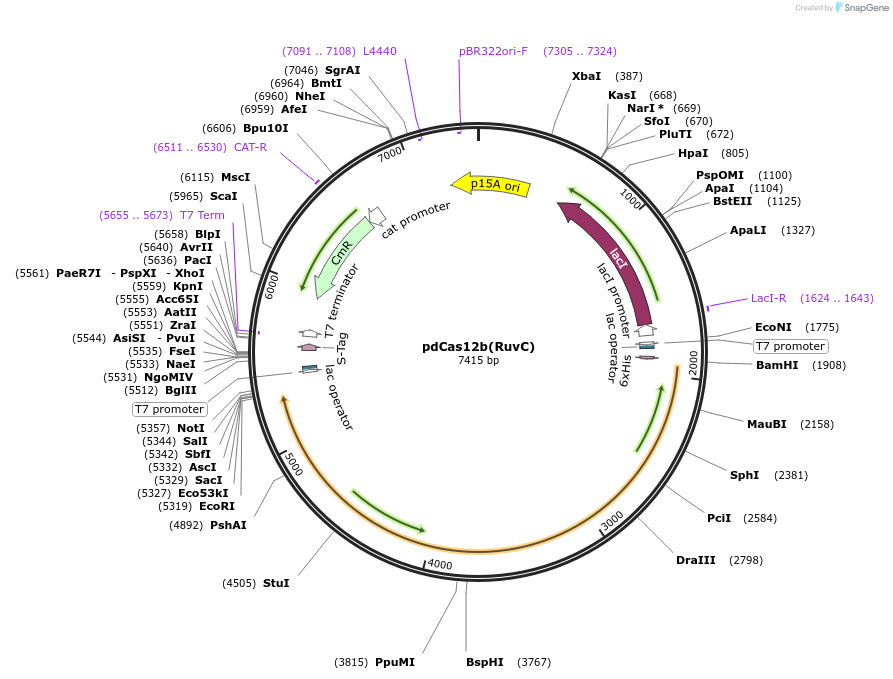 186450-plasmid-map-sequence-id-370306