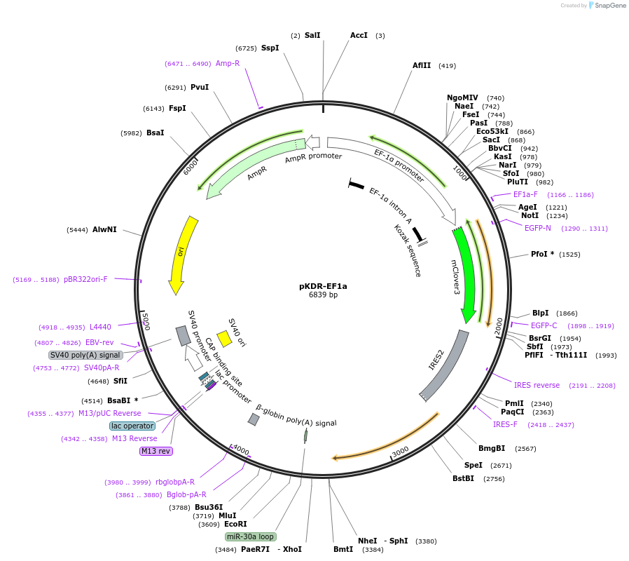 183567-plasmid-map-sequence-id-370308