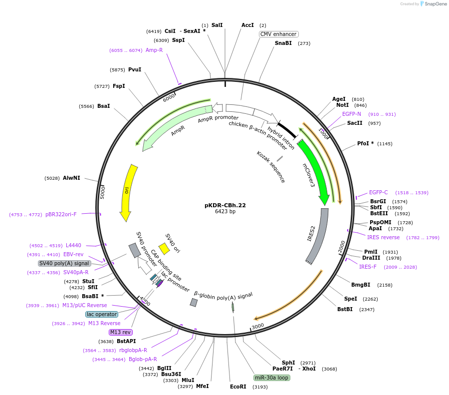 183566-plasmid-map-sequence-id-370310