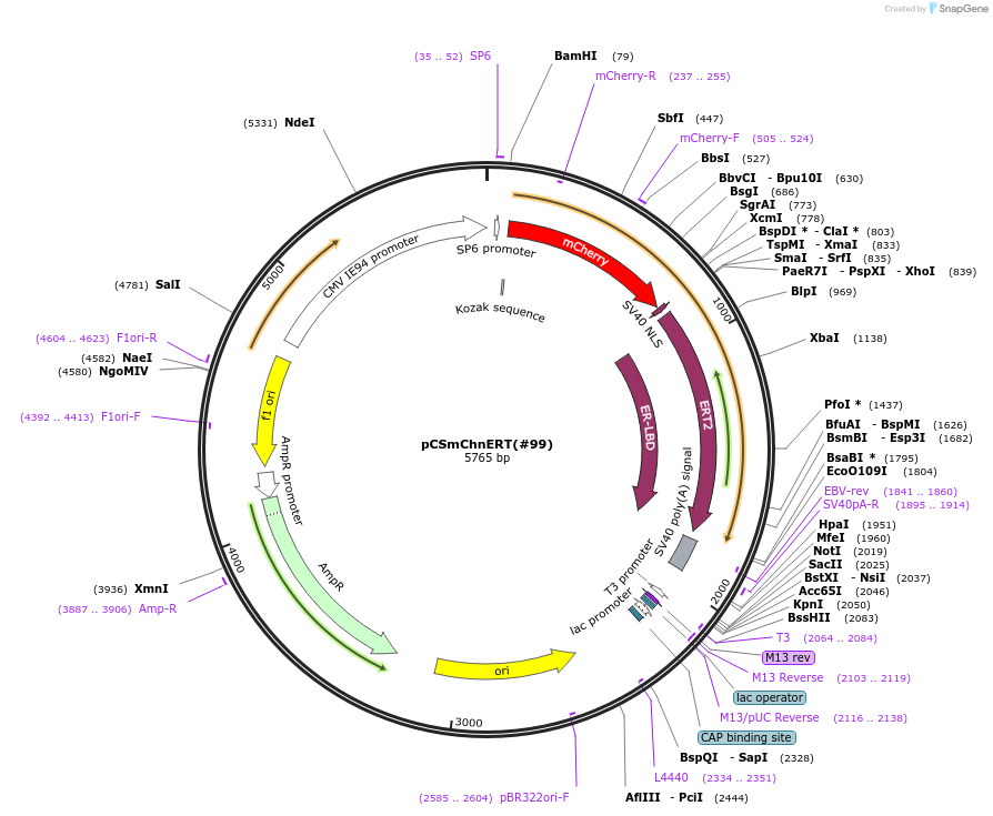 184063-plasmid-map-sequence-id-370311