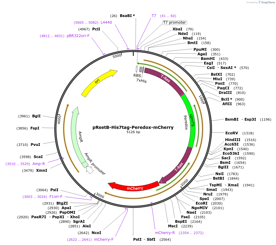 32382-plasmid-map-sequence-id-37037