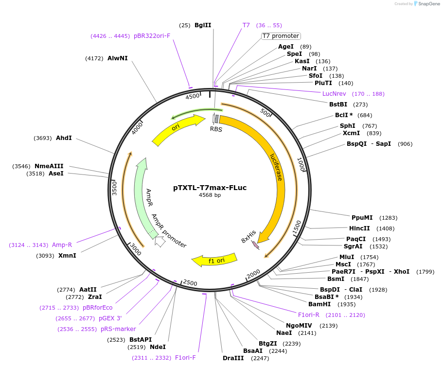 188311-plasmid-map-sequence-id-370380