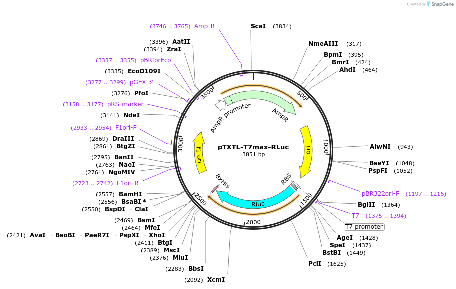 188312-plasmid-map-sequence-id-370382