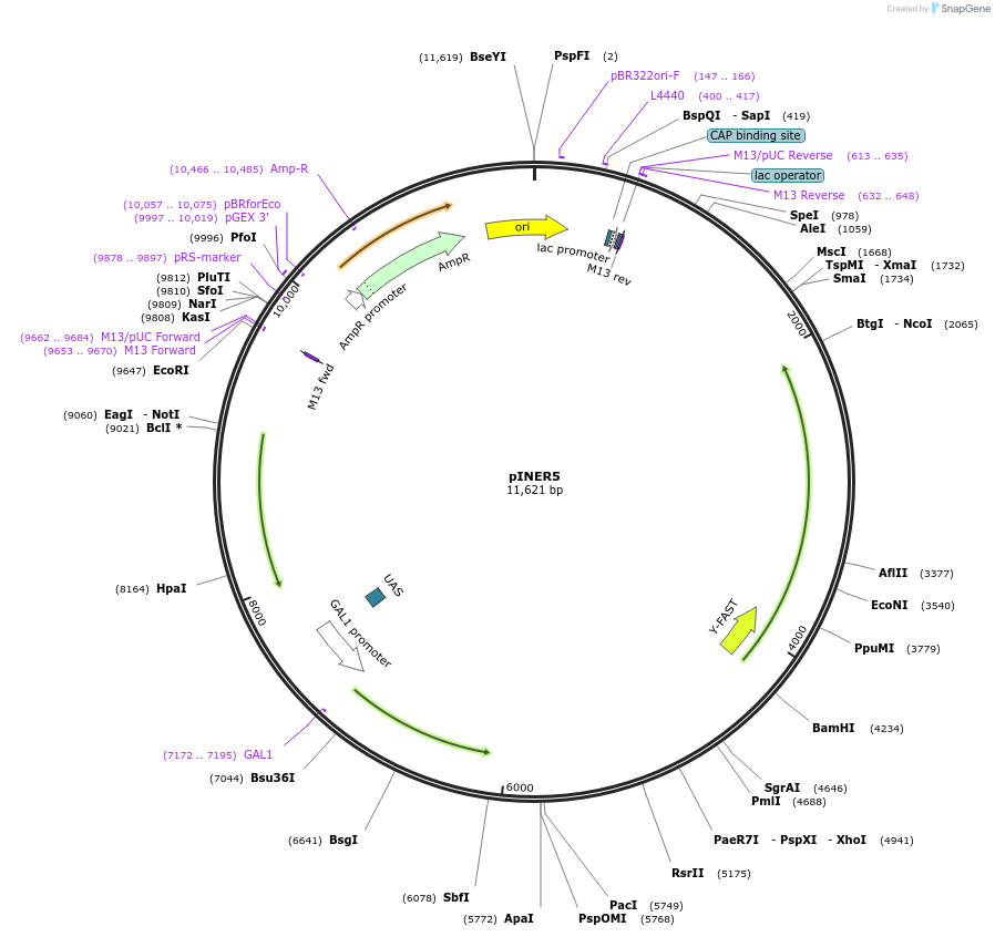 185895-plasmid-map-sequence-id-370388