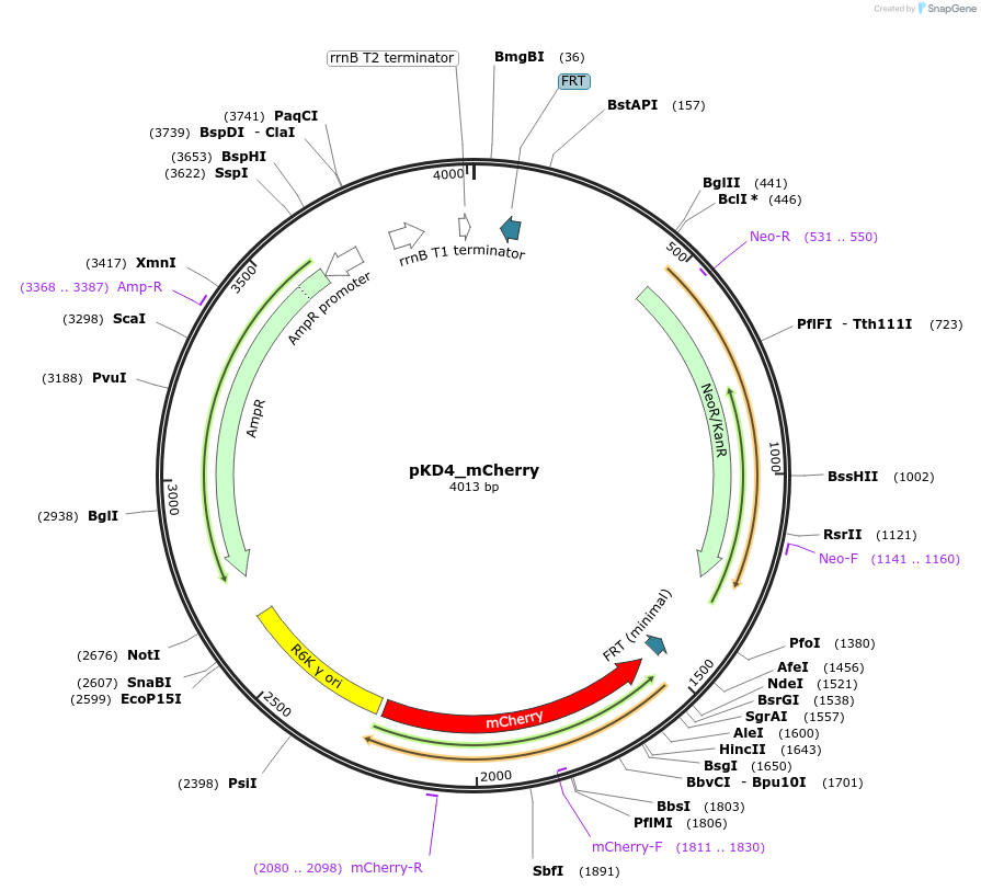 187386-plasmid-map-sequence-id-370396