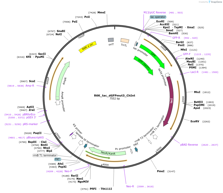 187388-plasmid-map-sequence-id-370402