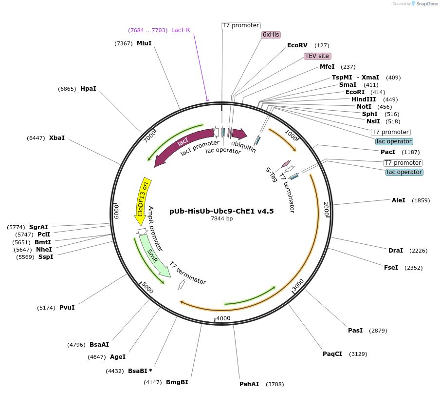 185756-plasmid-map-sequence-id-370408