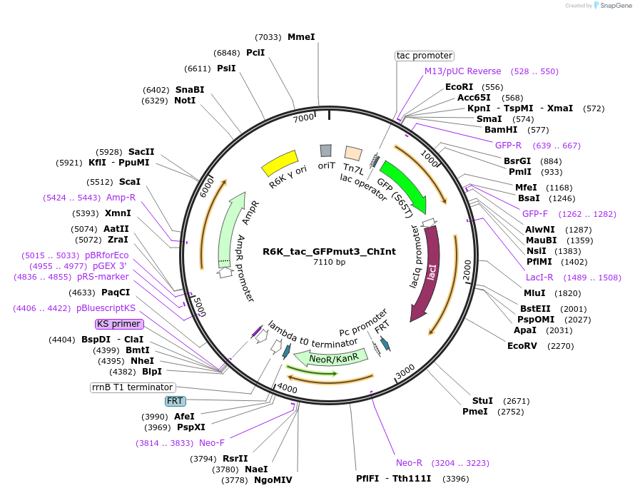 187381-plasmid-map-sequence-id-370413