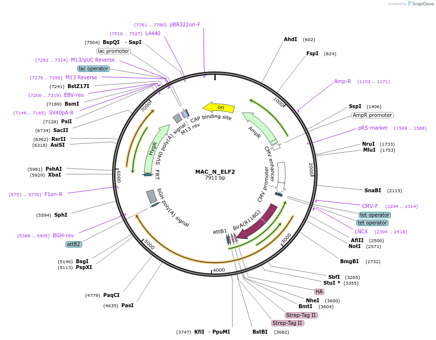 187737-plasmid-map-sequence-id-370416