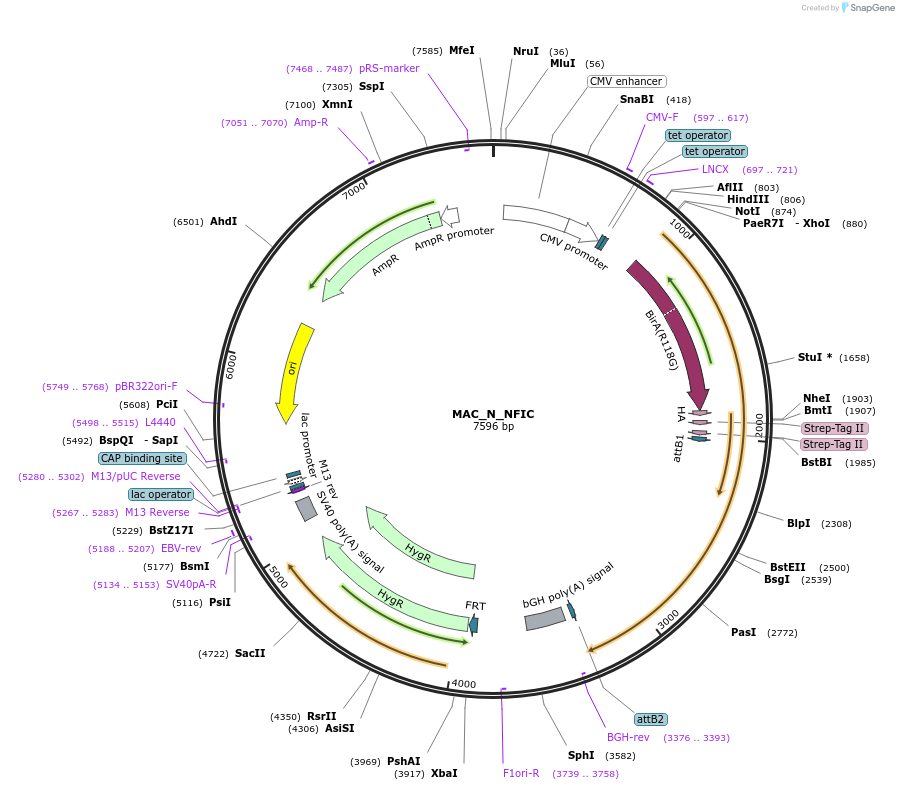 187739-plasmid-map-sequence-id-370417