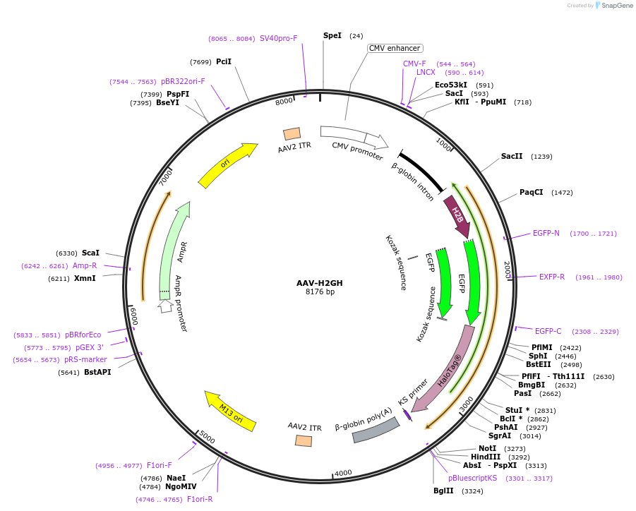 182202-plasmid-map-sequence-id-370452