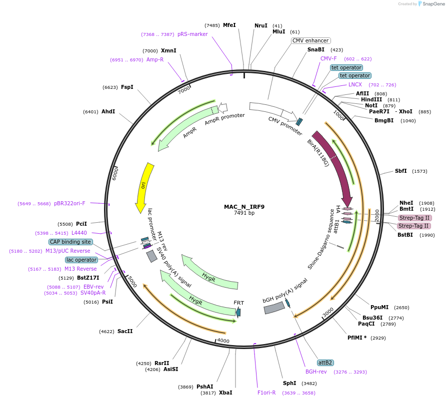 187738-plasmid-map-sequence-id-370454