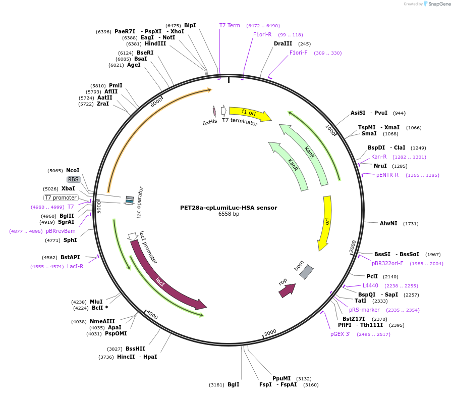 186294-plasmid-map-sequence-id-370455